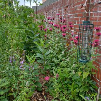 Raised beds gone wild